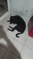 Negão