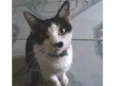 Pretinha