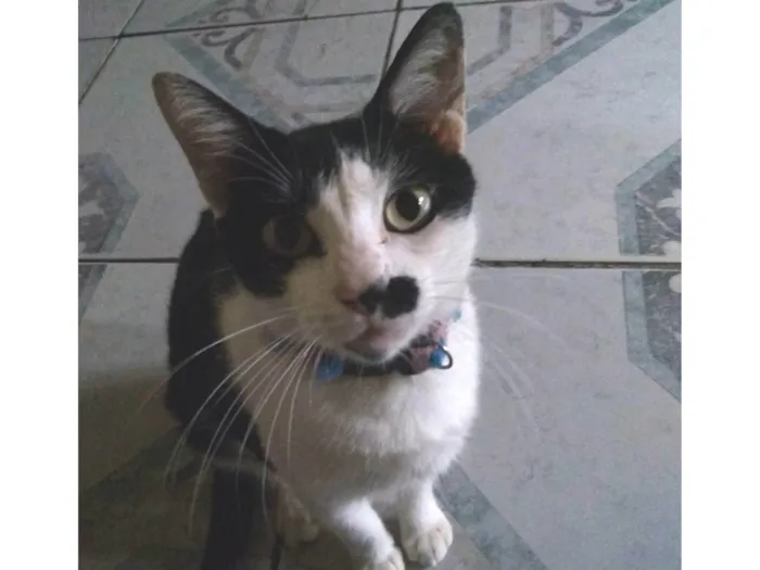 Gato ra a SRD-ViraLata idade 6 ou mais anos nome Pretinha