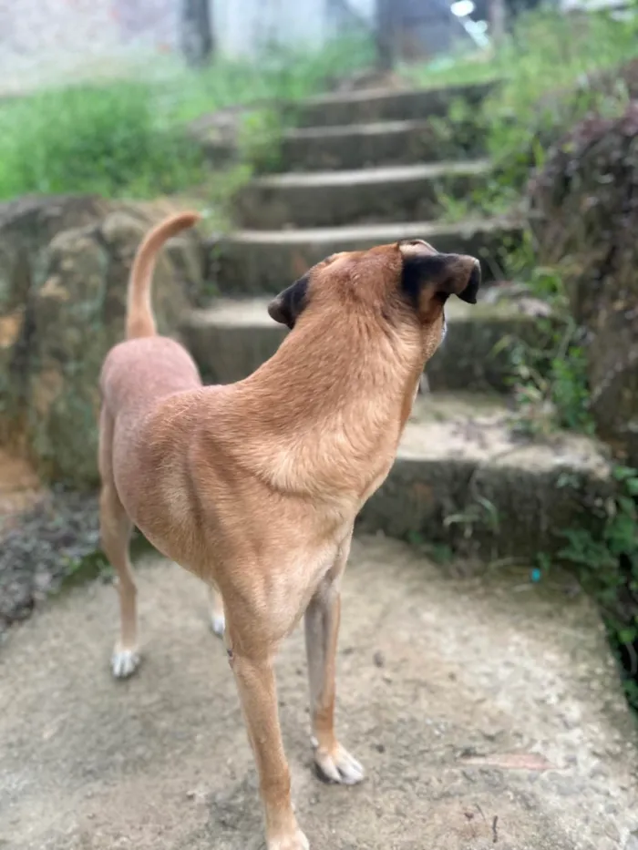 Cachorro ra a SRD-ViraLata idade 6 ou mais anos nome Spike