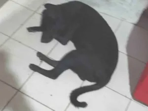 Cachorro raça Labrador idade 7 a 11 meses nome Negão 