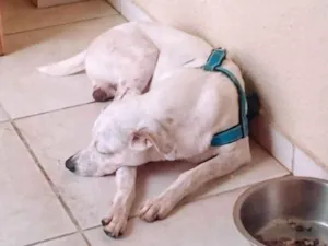 Cachorro raça SRD-ViraLata idade 3 anos nome Bolt