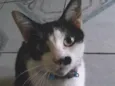 Pretinha