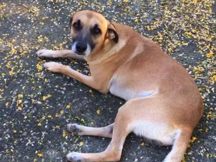 Cachorro ra a SRD-ViraLata idade 6 ou mais anos nome Spike