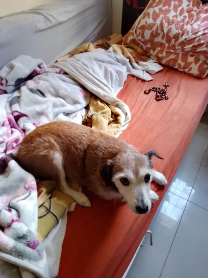 Cachorro ra a SRD-ViraLata idade 6 ou mais anos nome Leci