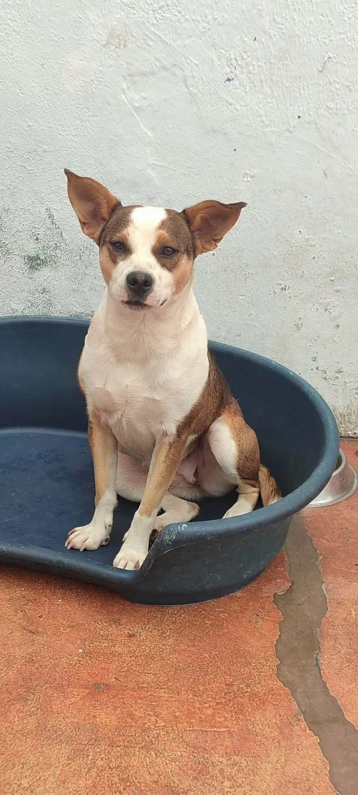 Cachorro ra a SRD-ViraLata idade 3 anos nome Bia