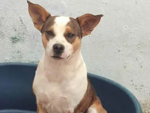 Cachorro raça SRD-ViraLata idade 3 anos nome Bia