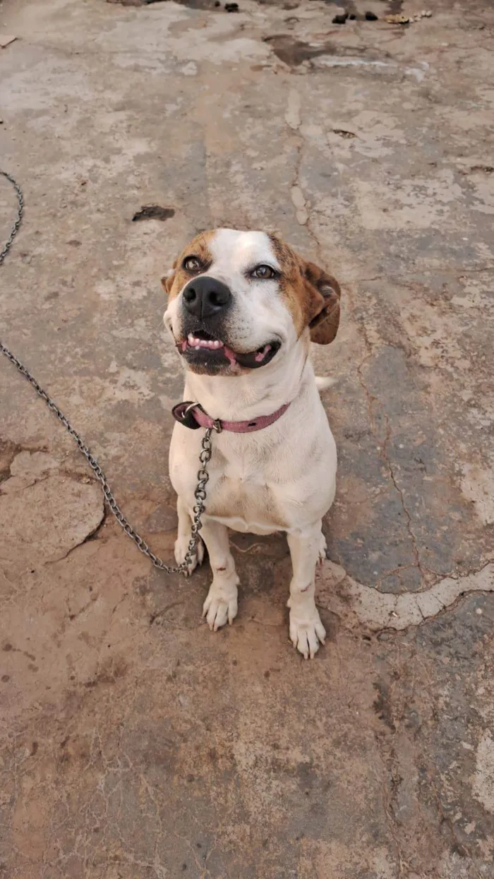 Cachorro ra a SRD-ViraLata idade 2 anos nome Andrea 