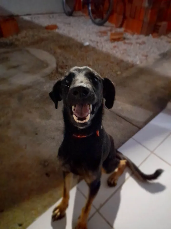 Cachorro ra a SRD-ViraLata idade 1 ano nome Luna 