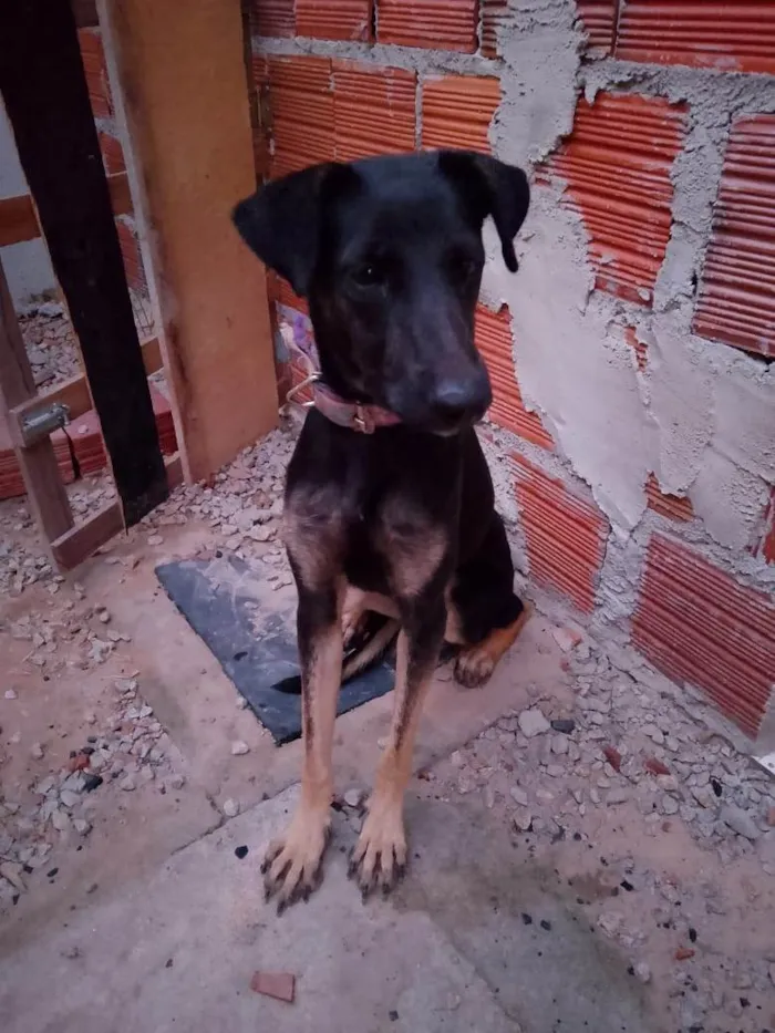 Cachorro ra a SRD-ViraLata idade 1 ano nome Luna 