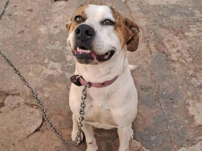 Cachorro ra a SRD-ViraLata idade 2 anos nome Andrea 