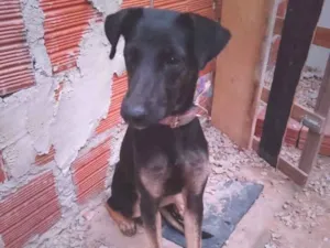 Cachorro raça SRD-ViraLata idade 1 ano nome Luna 