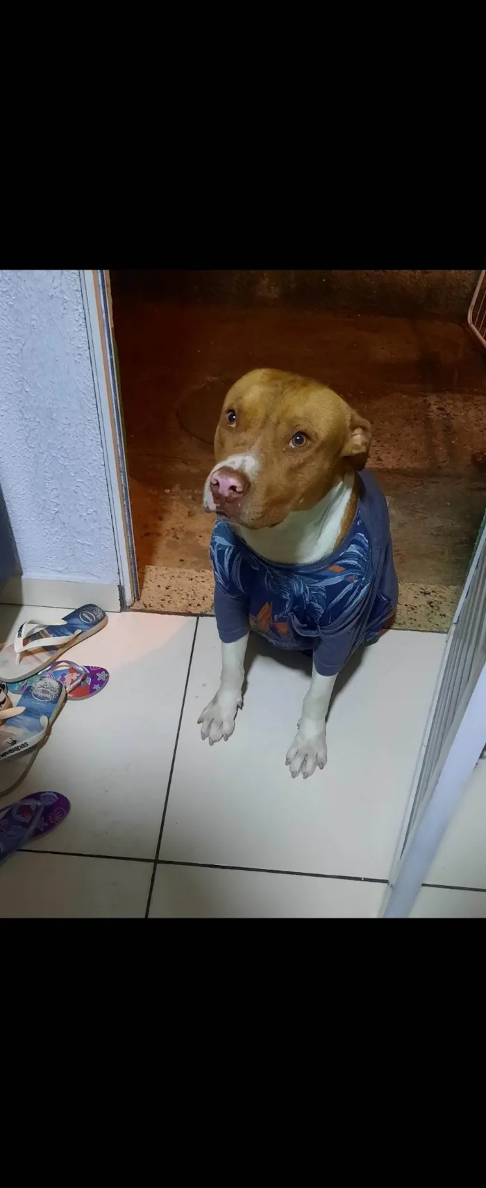 Cachorro ra a Pit-Bull idade 6 ou mais anos nome Bolt