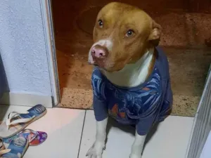 Cachorro raça Pit-Bull idade 6 ou mais anos nome Bolt