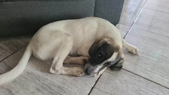 Cachorro ra a SRD-ViraLata idade 2 a 6 meses nome Nick