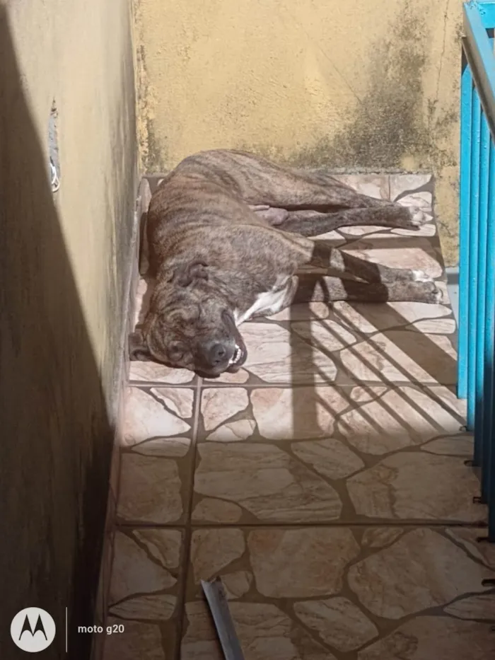 Cachorro ra a Pit-Bull idade 5 anos nome Duquesa 