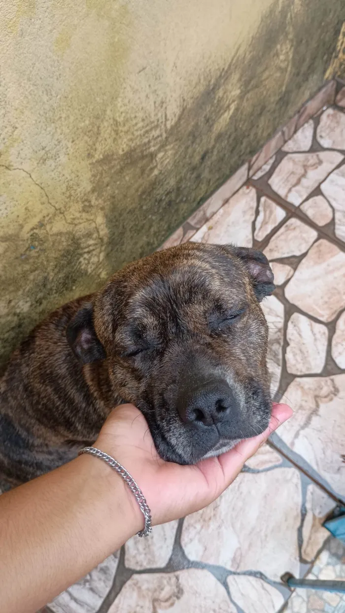 Cachorro ra a Pit-Bull idade 5 anos nome Duquesa 