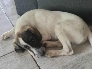 Cachorro raça SRD-ViraLata idade 2 a 6 meses nome Nick