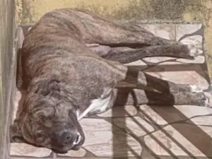 Cachorro raça Pit-Bull idade 5 anos nome Duquesa 