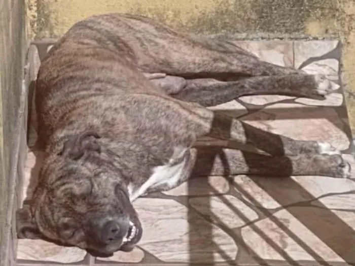 Cachorro ra a Pit-Bull idade 5 anos nome Duquesa 