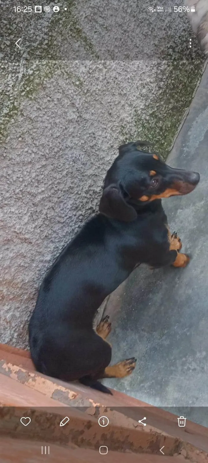 Cachorro ra a Basset-Cofap idade 1 ano nome Flor