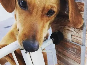 Cachorro raça SRD-ViraLata idade 3 anos nome Thor