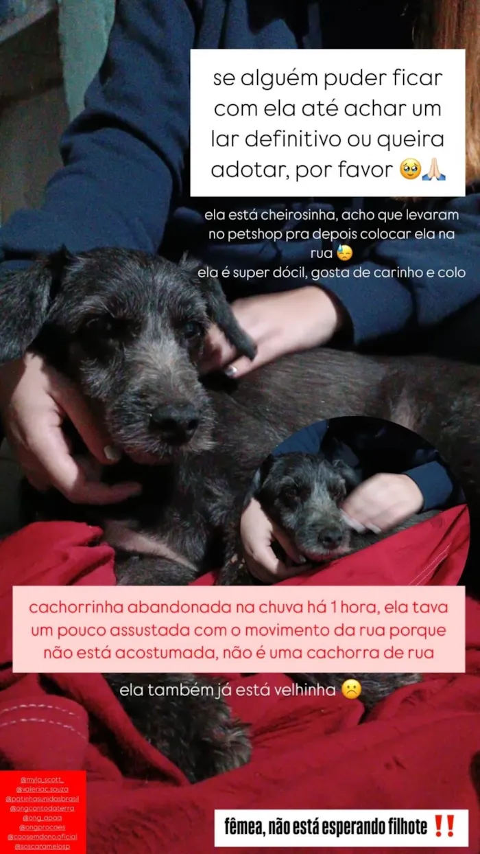 Cachorro ra a SRD-ViraLata idade 4 anos nome Cachorrinha abandonada na chuva 