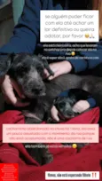 Cachorrinha abandonada na chuva
