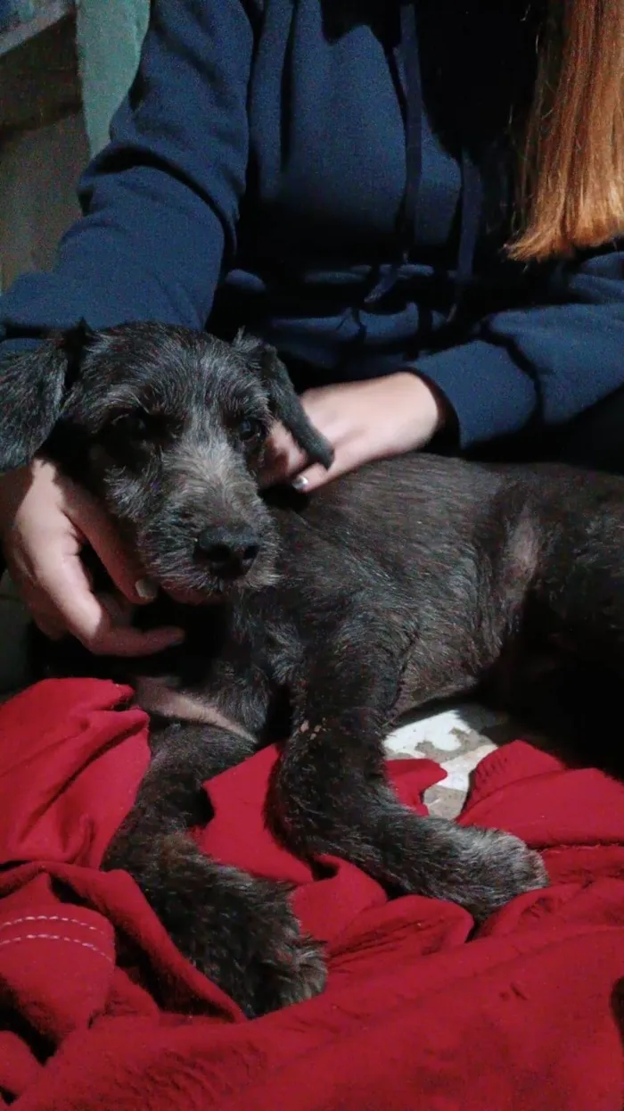 Cachorro ra a SRD-ViraLata idade 4 anos nome Cachorrinha abandonada na chuva 