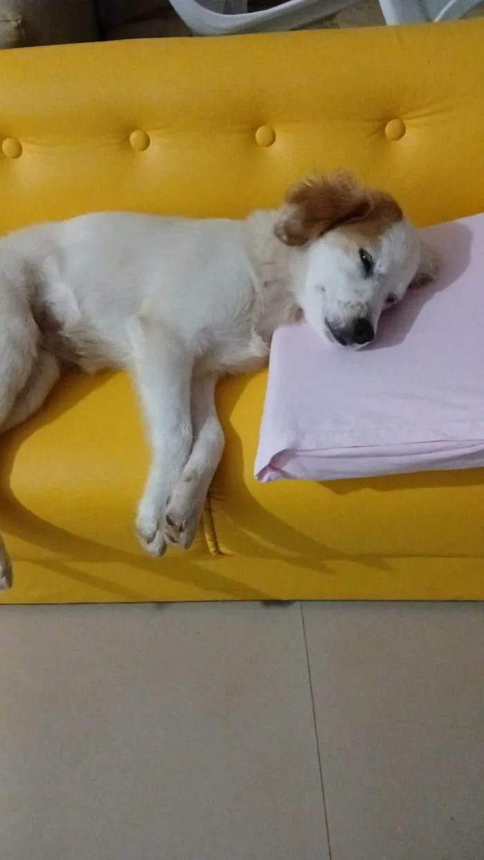 Cachorro ra a SRD-ViraLata idade 7 a 11 meses nome Nina