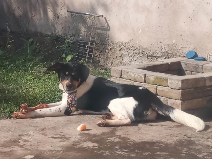 Cachorro ra a SRD-ViraLata idade 1 ano nome Yuki