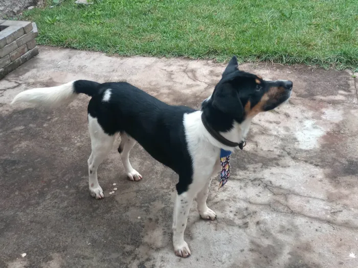 Cachorro ra a SRD-ViraLata idade 1 ano nome Yuki