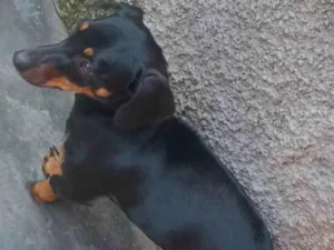 Cachorro raça Basset-Cofap idade 1 ano nome Flor