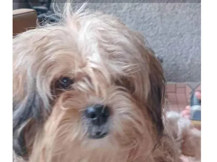 Cachorro ra a Shitzu idade 1 ano nome Zequinha