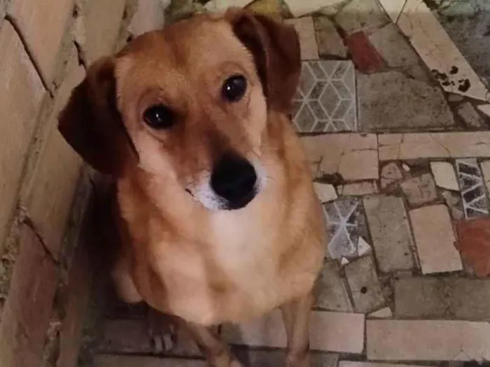 Cachorro ra a SRD-ViraLata idade 3 anos nome Thor