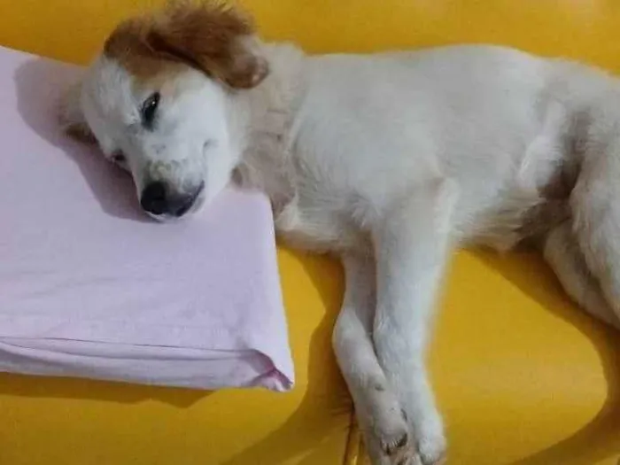 Cachorro ra a SRD-ViraLata idade 7 a 11 meses nome Nina