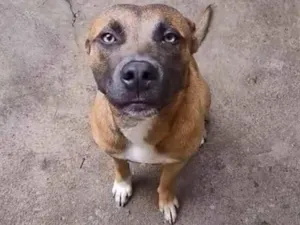 Cachorro raça Pit-Bull idade 7 a 11 meses nome Nós colocamos de mickey 