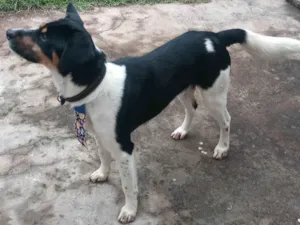 Cachorro raça SRD-ViraLata idade 1 ano nome Yuki