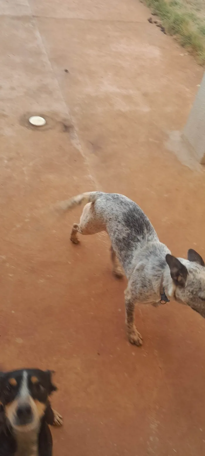 Cachorro ra a SRD-ViraLata idade 2 anos nome Sancho