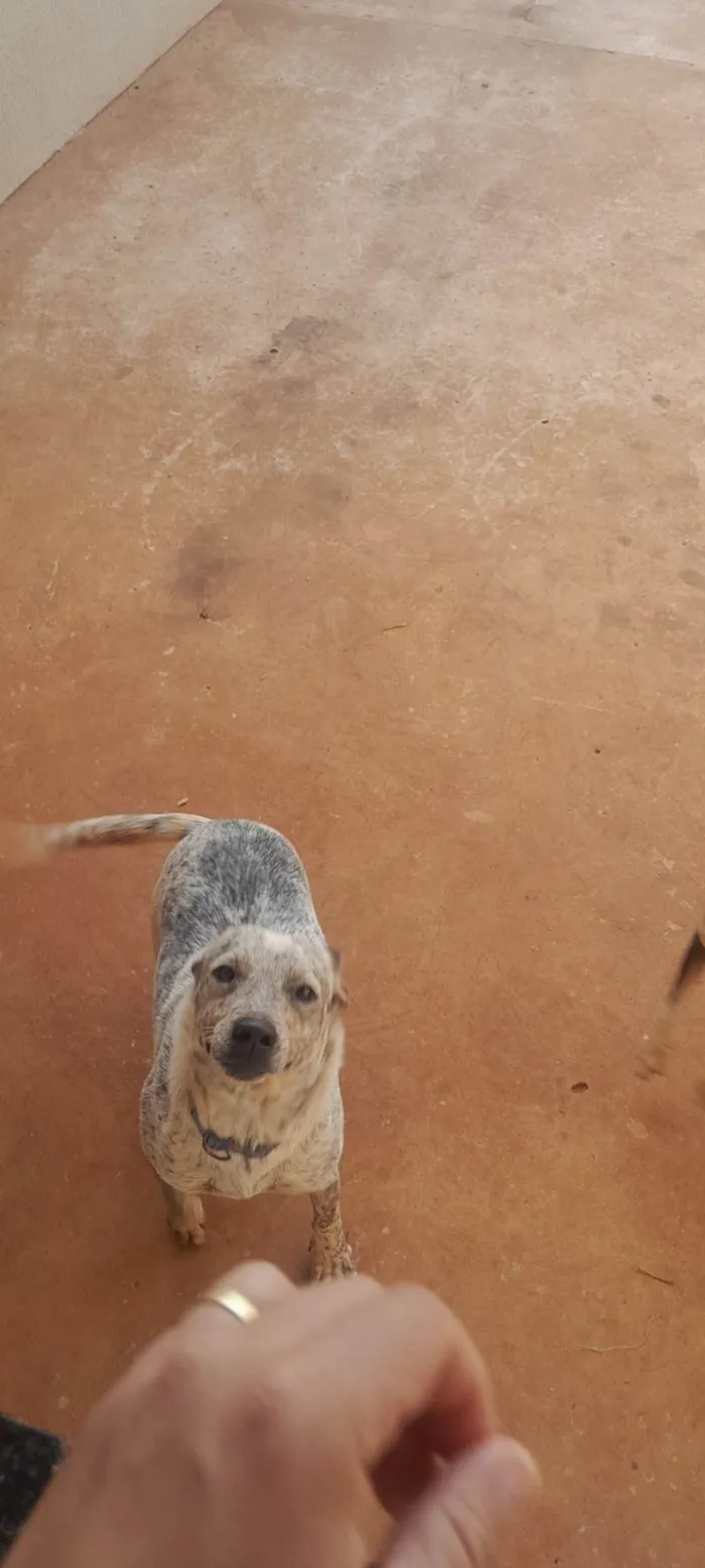 Cachorro ra a SRD-ViraLata idade 2 anos nome Sancho