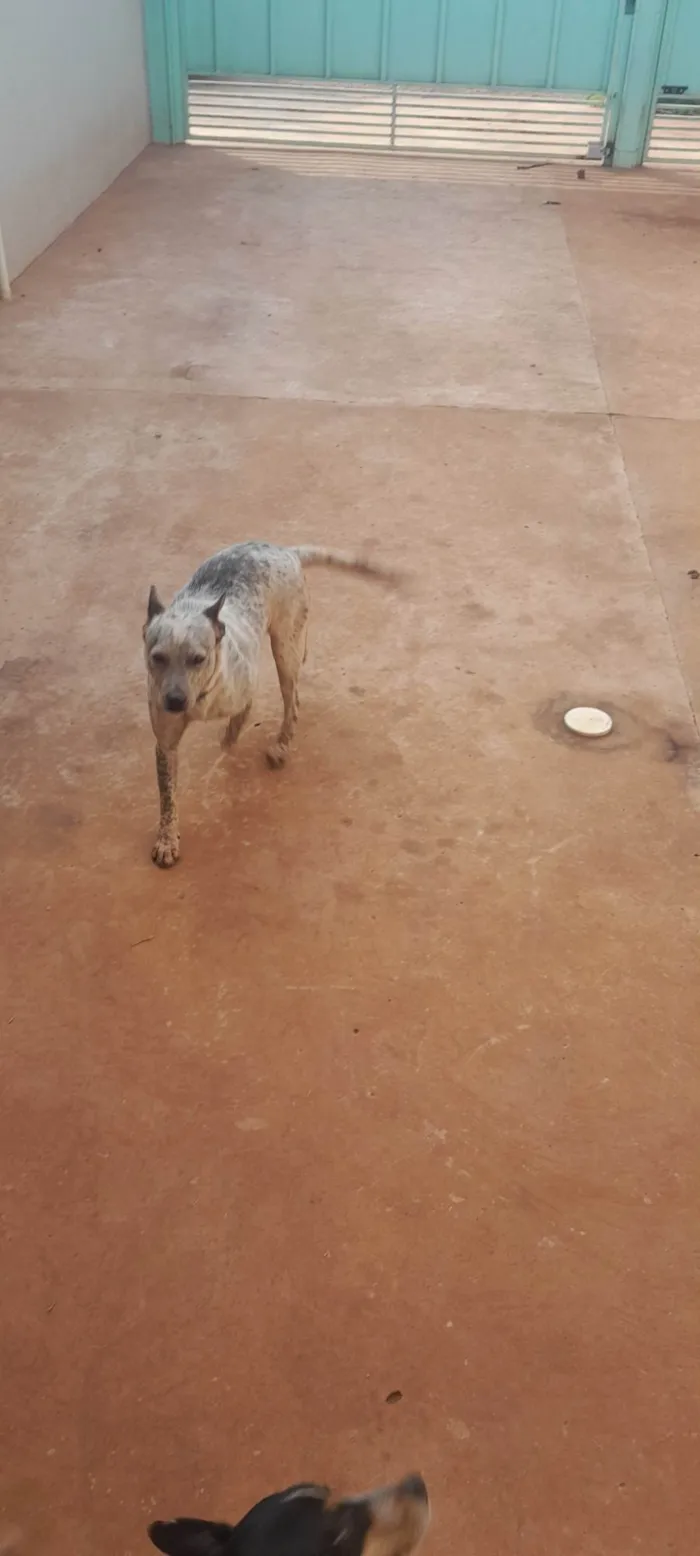 Cachorro ra a SRD-ViraLata idade 2 anos nome Sancho