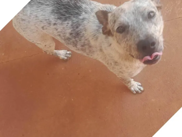 Cachorro ra a SRD-ViraLata idade 2 anos nome Sancho