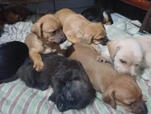 Cachorro raça SRD-ViraLata idade Abaixo de 2 meses nome Sem nome