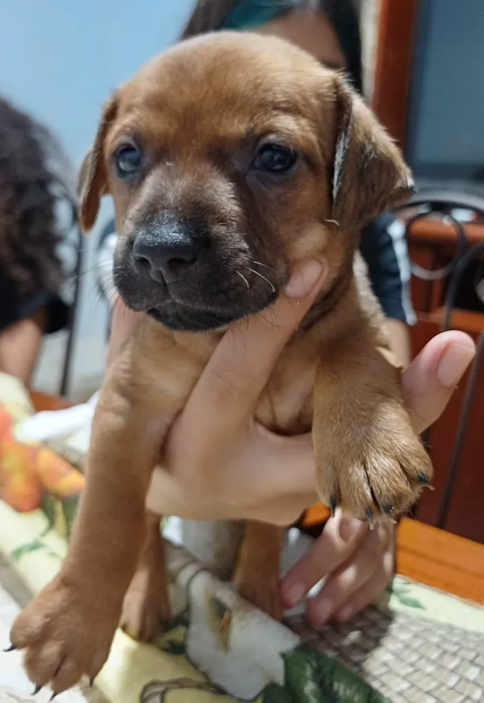 Cachorro ra a SRD-ViraLata idade Abaixo de 2 meses nome Sem nome