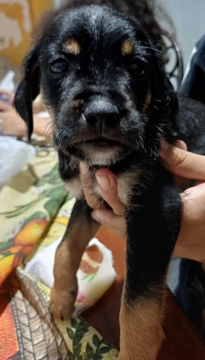 Cachorro ra a SRD-ViraLata idade Abaixo de 2 meses nome Sem nome