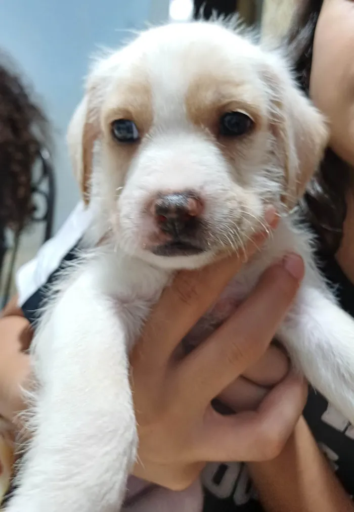 Cachorro ra a SRD-ViraLata idade Abaixo de 2 meses nome Sem nome