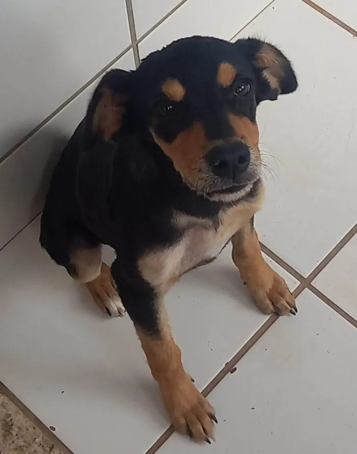 Cachorro ra a SRD-ViraLata idade 2 a 6 meses nome Doll