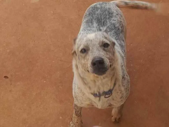 Cachorro ra a SRD-ViraLata idade 2 anos nome Sancho