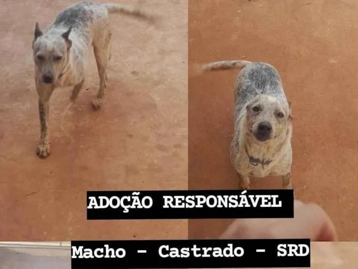 Cachorro ra a SRD-ViraLata idade 2 anos nome Sancho