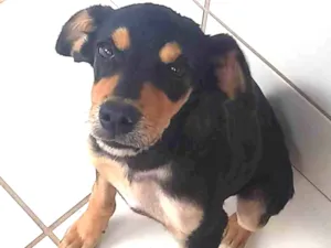 Cachorro raça SRD-ViraLata idade 2 a 6 meses nome Doll